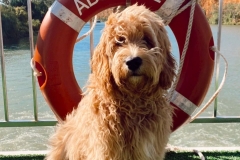WHB INSTAGRAM POSTS - Pets Welcome