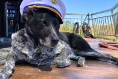 WHB INSTAGRAM POSTS - Pets Welcome